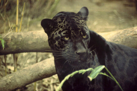 Jaguar photo