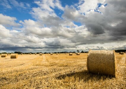 Agriculture autumn barley photo