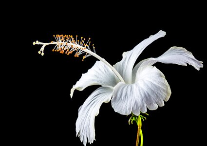 Flower white marshmallow photo