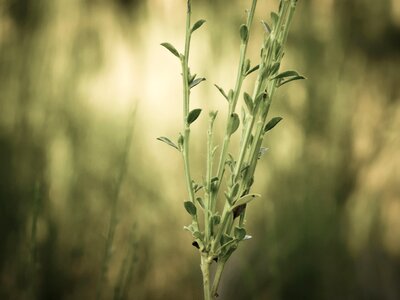 Bush tender autumn