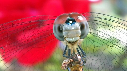 Close dragonfly insect photo