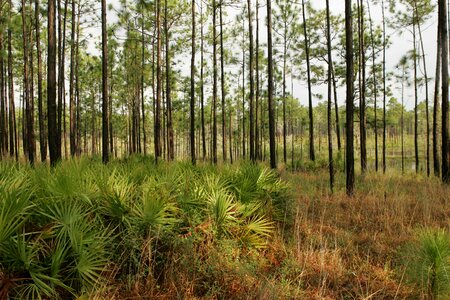 Pine savanna wet