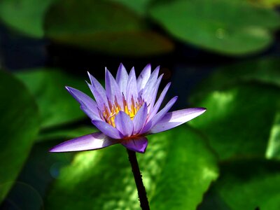 Aquatic beautiful flowers beautiful photo