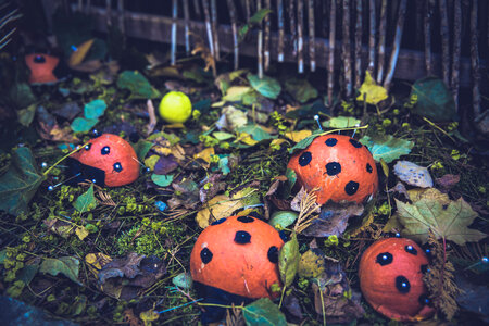 Pumpkin Ladybugs Family