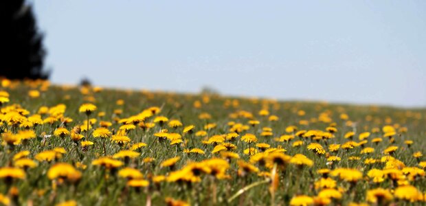 Beautiful Flowers blossom dandelion