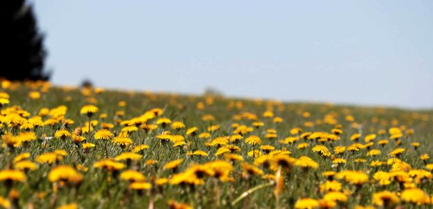 Beautiful Flowers blossom dandelion photo