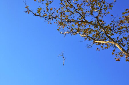 Branches blåhimmel battery park new