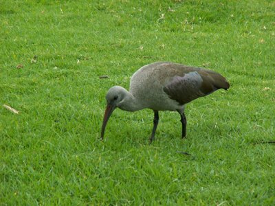 Animal bird grass photo