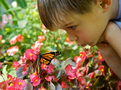 Boy butterfly cute