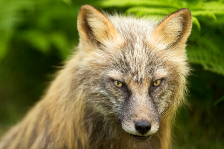 Red fox close-up-3 photo