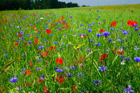 Beautiful Flowers biology bloom