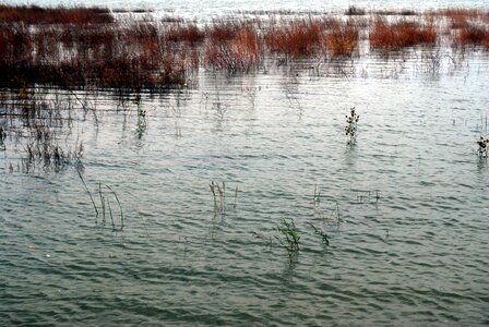 Nature marsh lowland