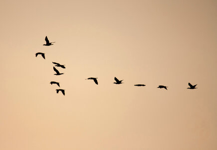 Birds Formation photo