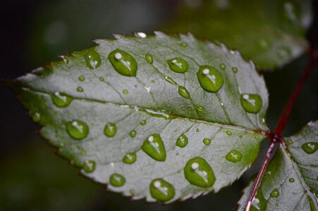 Wet water raindrop photo