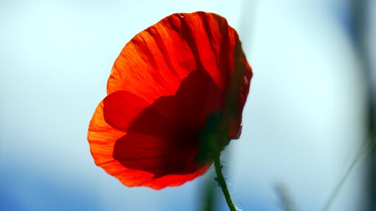 Red poppy flower