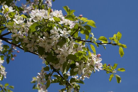 Blossom bloom bloom photo