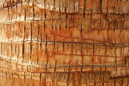 Texture wood nature