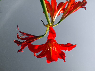 Amaryllis blooming flower