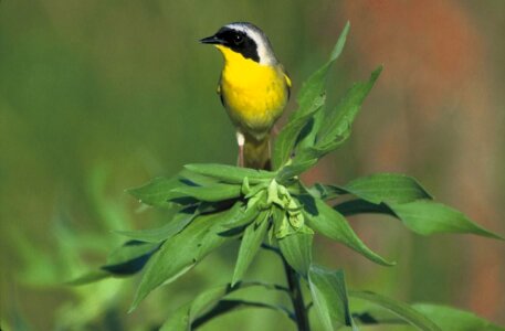 Bird common Geothlypis trichas