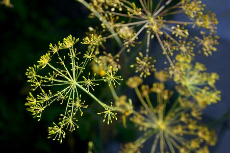 Yellow nature garden