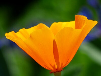 Bloom plant orange