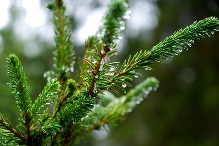 Dew drops of water points
