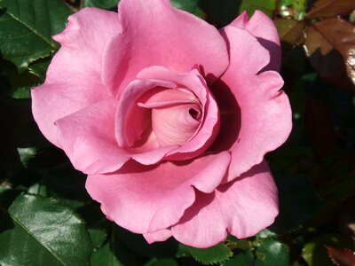 Petal plant romantic