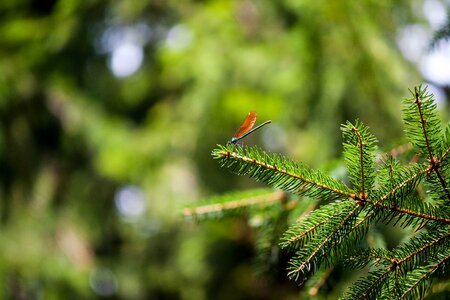 Fir tree branch tree