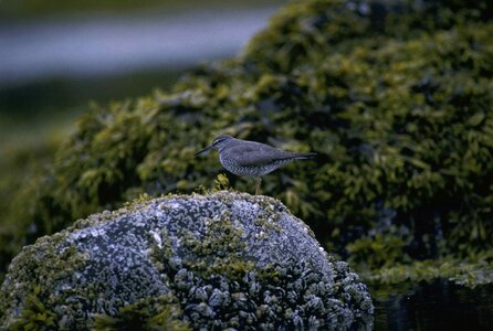 Bird rock standing
