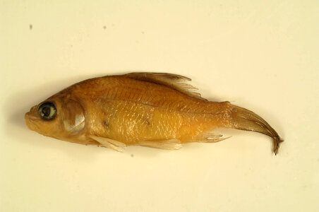 Ictiobus bubalus-1
