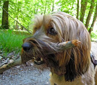 Head profile snout