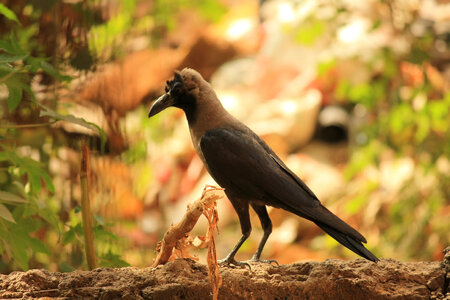 Crow Black photo
