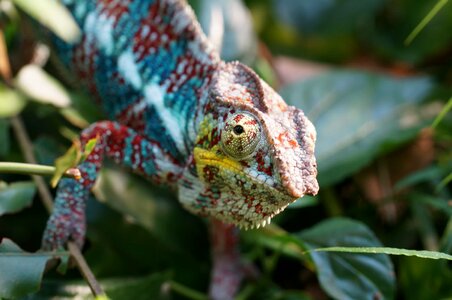 Animal biology chameleon photo