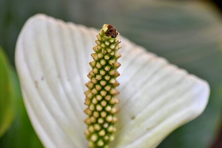 Brazil exotic pistil