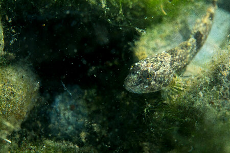 Slimy sculpin-1 photo