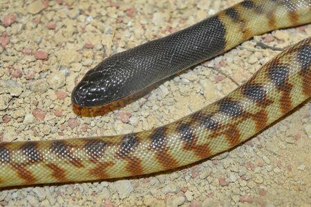 Wildlife reptile king snake photo