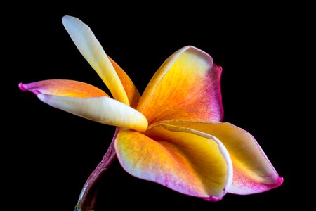 Frangipani plumeria violet yellow photo