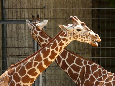 Zoo africa giraffe photo