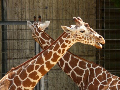 Zoo africa giraffe