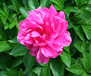 Bloom fuchsia pink photo