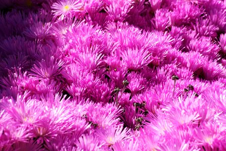 Flower nature island of beauty