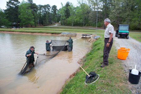 Hatchery staff checking for channel catfish photo