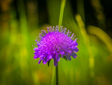 Beautiful Flowers bloom blooming