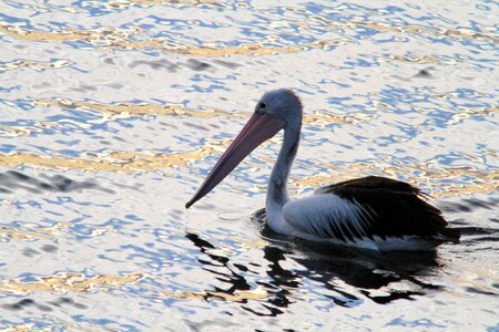 Shimmering water bird pelecanidae photo