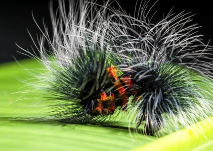 Prickly hairy close up photo