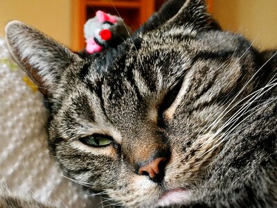 Toy mouse grey satisfied
