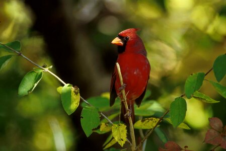 Bird cardinal male