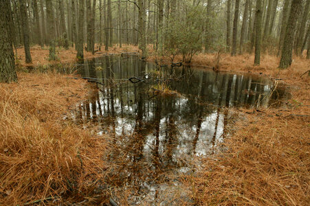 Wetland area-4