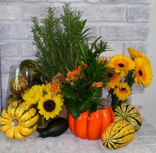 Halloween pumpkin orange
