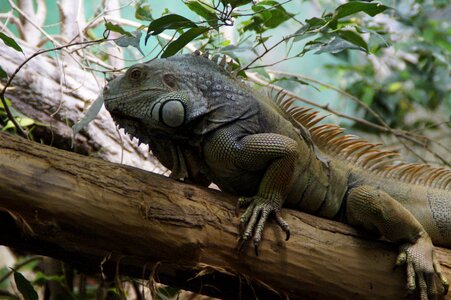 Scale scaly zoo photo